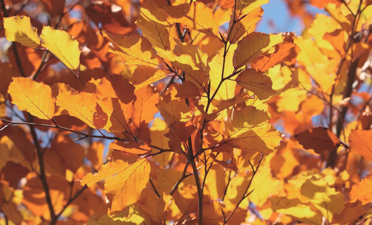 Colorimetry of autumn leaves