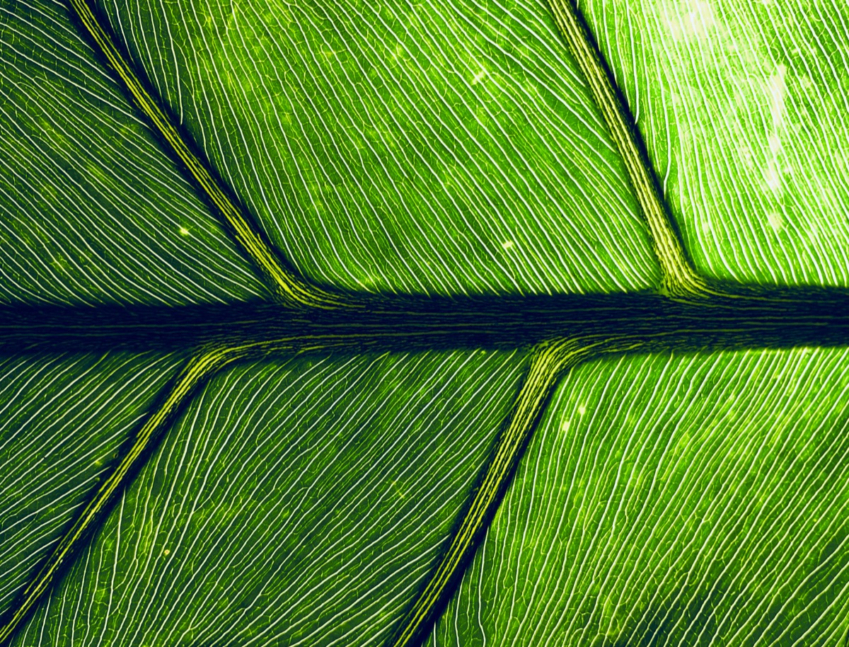 Limiting factors: photosynthesis