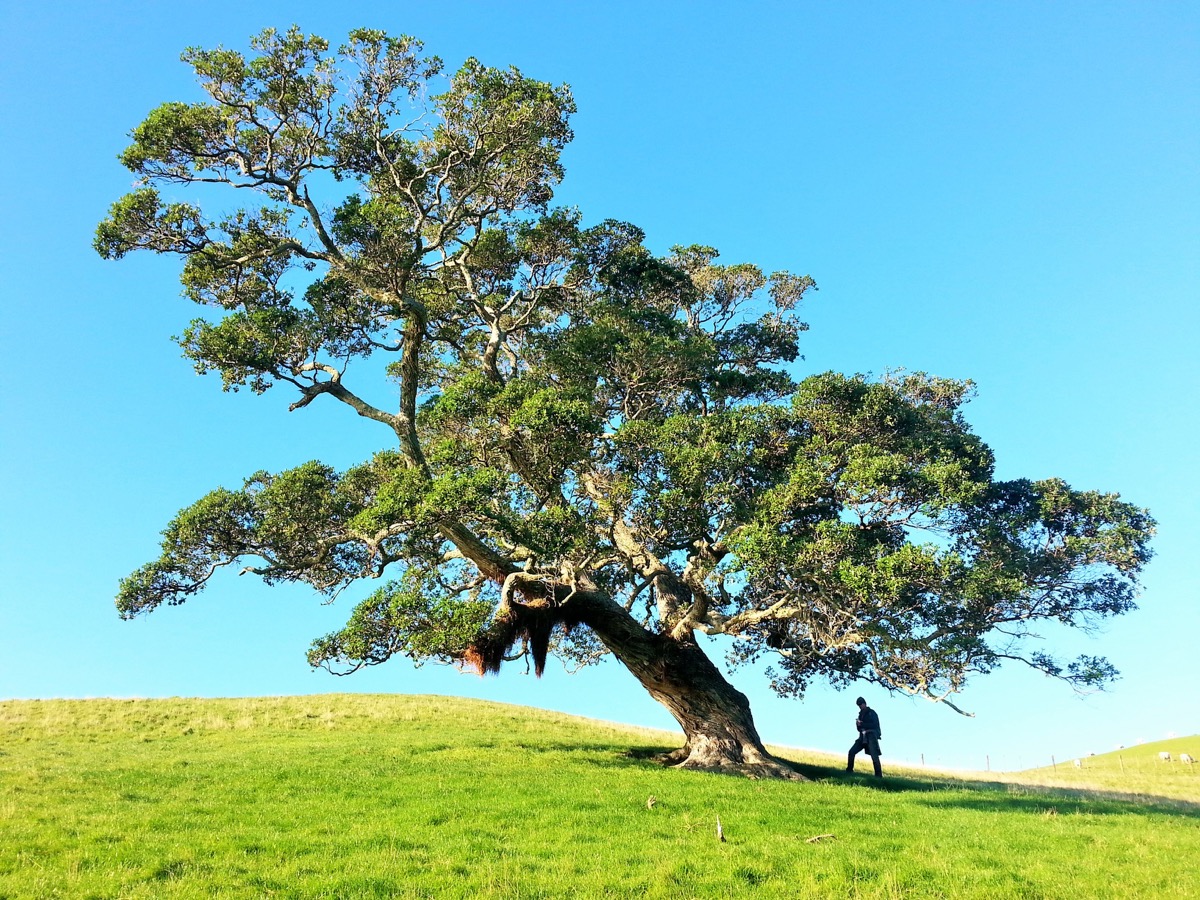 Illustration de l'activité Hauteur d'un arbre au théodolite