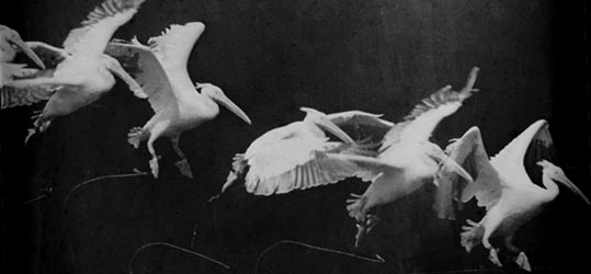 Les pélicans par Étienne-Jules Marey