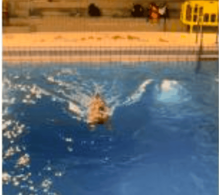 Nageur en crawl dans une piscine, séquence étudiée pour analyser la performance