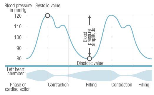 Schéma de l'onde de pression artérielle au cours du cycle cardiaque (systole, diastole, onde dicrote)