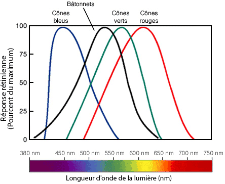 Courbes de sensibilité spectrale des cônes (bleu, vert, rouge) et des bâtonnets de l'œil humain
