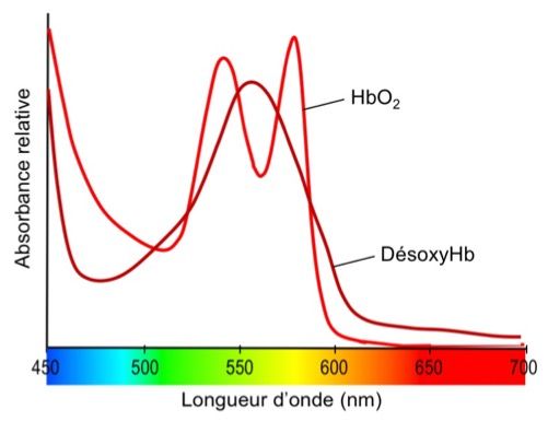 Mesure de la fréquence cardiaque par analyse de la couleur avec le colorimètre de FizziQ